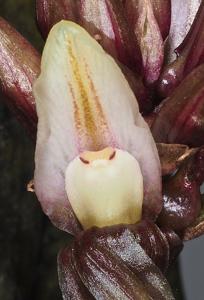 Nephelaphyllum pulchrum