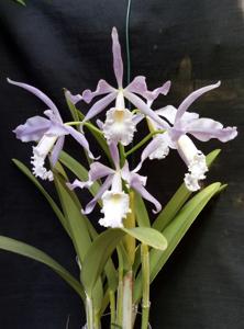 Cattleya maxima