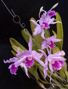 Cattleya lobata
