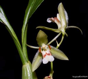 Coelogyne quadratiloba