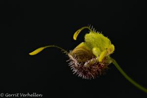 Diodonopsis erinacea