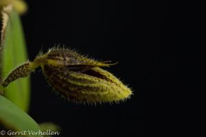 Dresslerella lasiocampa