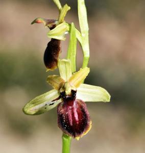 Ophrys sphegodes subsp. sphegodes