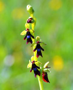 Ophrys insectifera