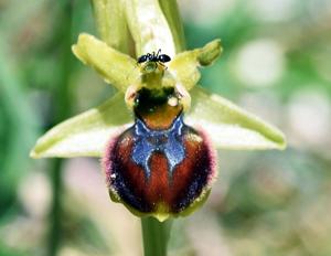 Ophrys sphegodes subsp. araneola