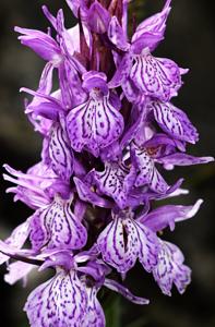 Dactylorhiza maculata subsp. savogiensis