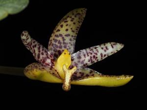 Bulbophyllum baileyi