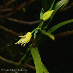 Dendrobium salaccense