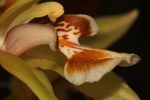 Coelogyne fuscescens