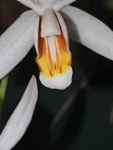 Coelogyne huettneriana