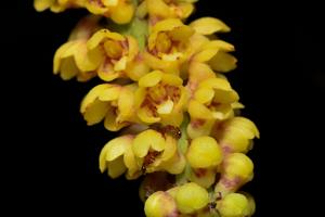 Pomatocalpa spicatum