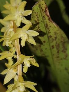 Coelogyne pangasinanensis