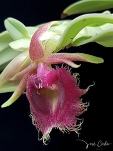 Epidendrum medusae