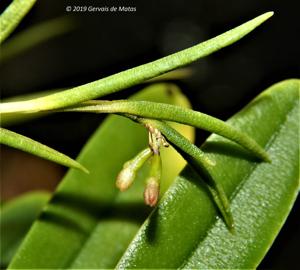 Jacquiniella globosa