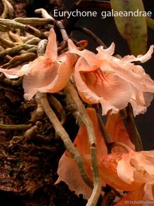 Eurychone galeandrae