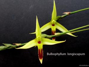 Bulbophyllum longiscapum