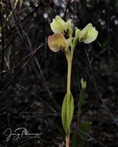 Pterygodium catholicum