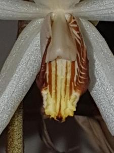Coelogyne velutina