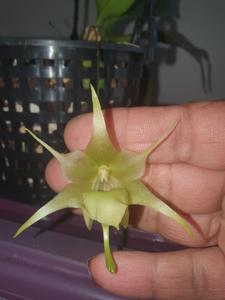 Aeranthes arachnites