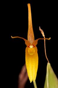 Restrepia aberrans