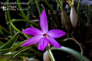Isabelia violacea