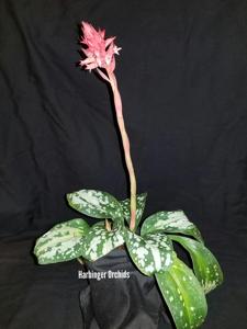 Stenorrhynchos albidomaculatum