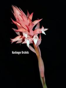 Stenorrhynchos albidomaculatum