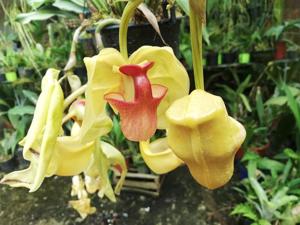 Coryanthes elegantium