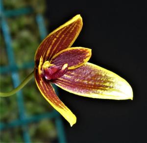 Bulbophyllum pardalotum