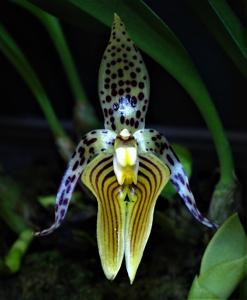 Bulbophyllum membranifolium subsp. membranifolium