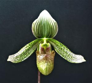 Paphiopedilum parnatanum