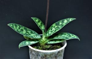 Paphiopedilum parnatanum