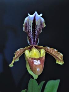 Paphiopedilum coccineum
