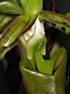 Paphiopedilum parishii