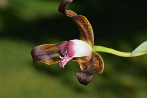 Grammangis spectabilis