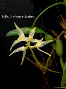 Bulbophyllum sulcatum