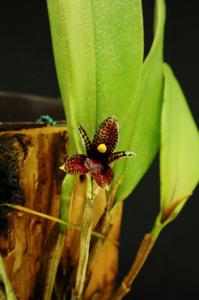 Echinosepala shuarii