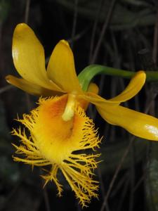 Dendrobium brymerianum
