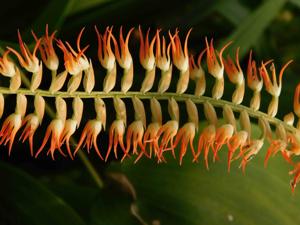 Coelogyne kopfii