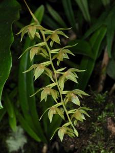 Dendrochilum kingii