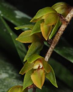 Coelogyne pubescens