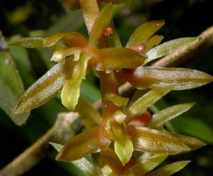 Coelogyne erectilabia