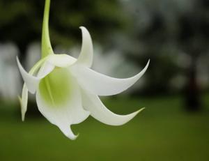 Sobennikoffia robusta