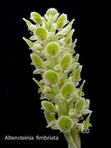 Altensteinia fimbriata