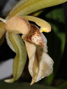 Coelogyne brunnea