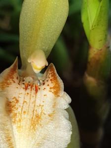 Coelogyne brunnea