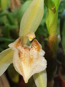 Coelogyne brunnea