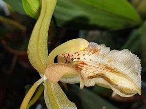 Coelogyne brunnea