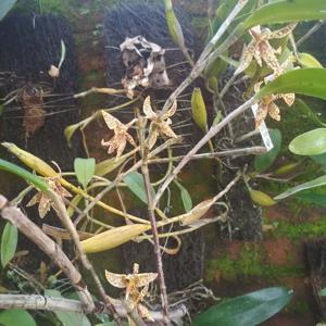 Dendrobium dimorphum