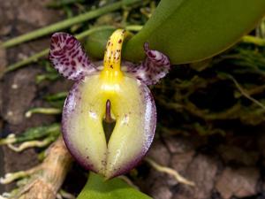 Bulbophyllum macranthum